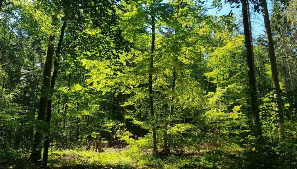 Waldbaden (Shinrin-Yoku)